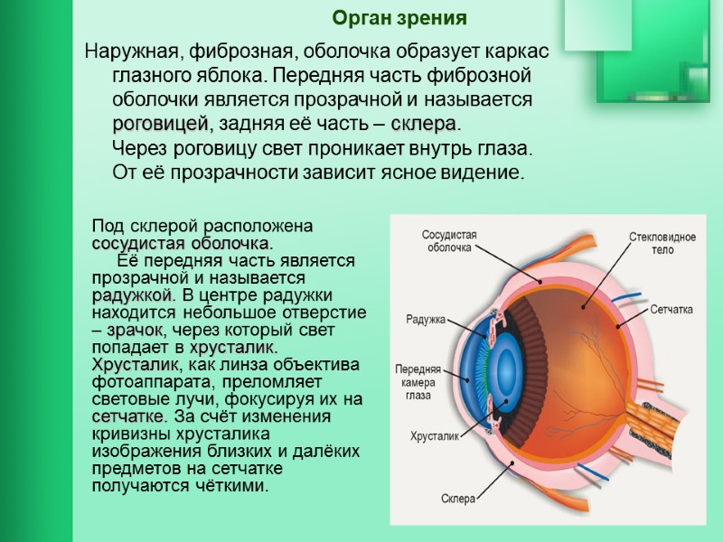 Орган зрения Наружная, фиброзная, оболочка образует каркас       глазного